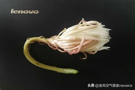 昙花风水|昙花的风水作用与说法 昙花的风水功效及传说